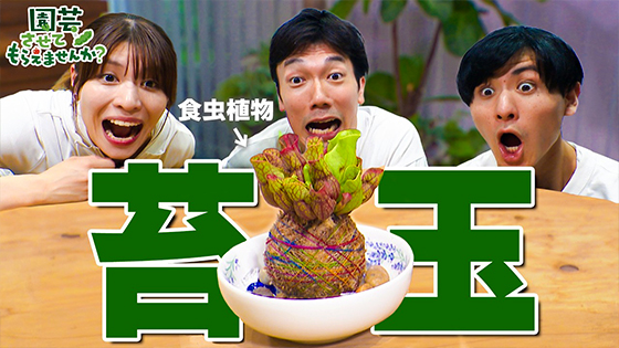 次回画像