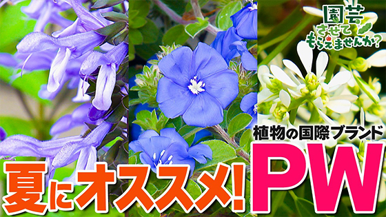 次回画像